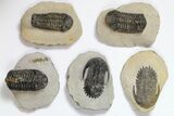 Lot: Assorted Devonian Trilobites - Pieces #119902-1